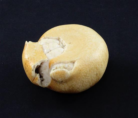 A Japanese coloured ivory model of a partially peeled satsuma, early 20th century, 7cm.